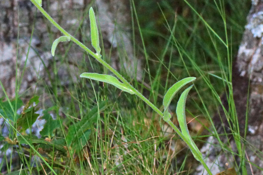 Andryala integrifolia